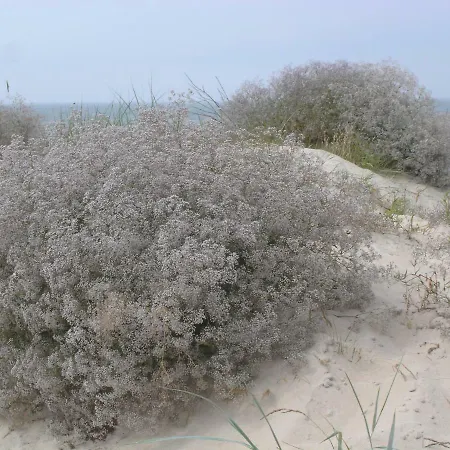 Apartamentai Tylios Pusys *