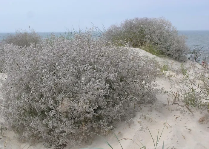 Apartamentai Tylios Pusys *